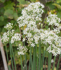 Pažitka čínská Kobold - Allium tuberosum - prodej semen - 130 ks