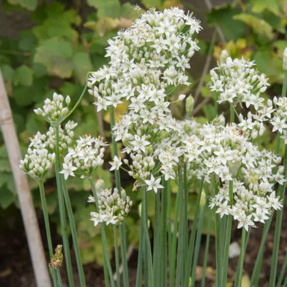 Pažitka čínská Kobold - Allium tuberosum - prodej semen - 130 ks