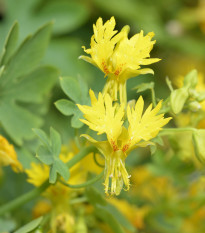 Kapucínka pnúca sťahovavá - Tropaeolum peregrinum - predaj semien - 15 ks