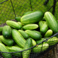 Bio Uhorka nakladačka Vorgebirgstrauben - Cucumis sativus - predaj bio semien - 10 ks