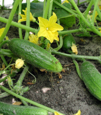 Bio Uhorka nakladačka Hokus - Cucumis sativus - predaj bio semien - 10 ks