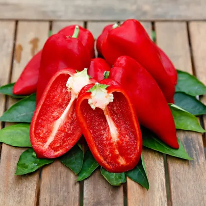 Paprika Snackling Red F1 - Capsicum annuum - predaj semien - 5 ks