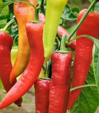 Bio Paprika Sweet Dreams - Capsicum annuum - predaj bio semien - 10 ks