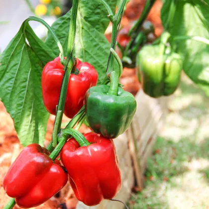 Bio Paprika Yolo Wonder - Capsicum annuum - predaj bio semien - 10 ks