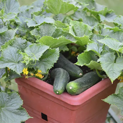 Uhorka šalátová do kvetináča Bush Champion F1 - Cucumis sativus - semienka - 8 ks