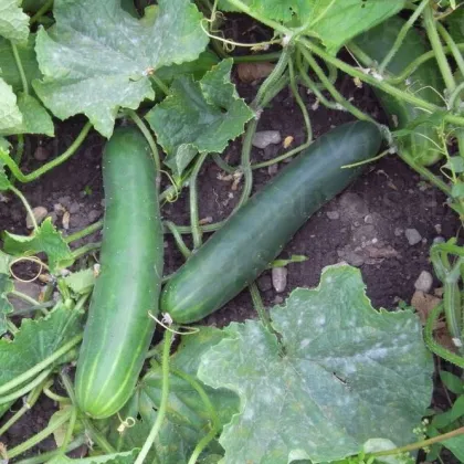 Bio Uhorka šalátová Tanja - Cucumis sativus - predaj bio semien - 10 ks