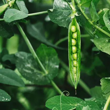 Bio Hrach dreňový Malý Rheinland - Pisum sativum - predaj bio semien hrachu - 45 ks