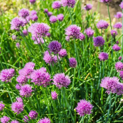 Pažítka pobrežná Splendidus - Allium schoenoprassum - predaj semien - 200 ks