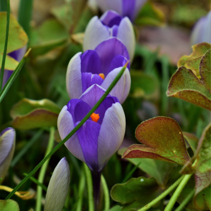 Krókus Yalta - Crocus sativus - predaj cibuľovín - 3 ks