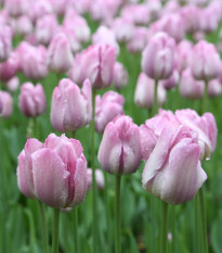 Tulipán Candy Prince - Tulipa - predaj cibuľovín - 3 ks