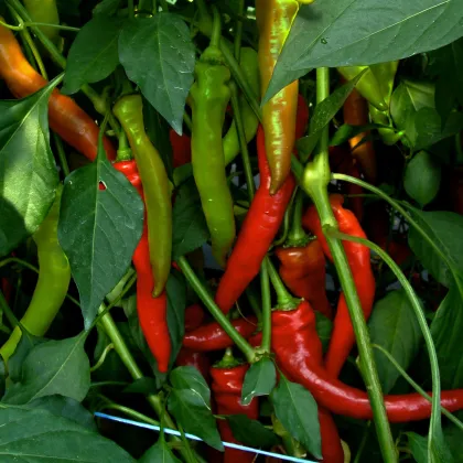 Paprika Poseidon štipľavá - Capsicum annuum - semená papriky - papričky - 15 ks