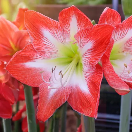 Zornica Minerva - Hippeastrum - predaj cibuľovín - 1 ks