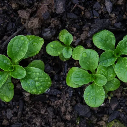 Bio Valeriánka poľná Elan - Vallerianella locusta - predaj bio semien - 100 ks