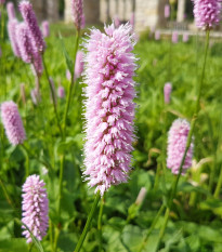 Stavikrv Hadí koreň - Bistorta officinalis - semienka - 15 ks