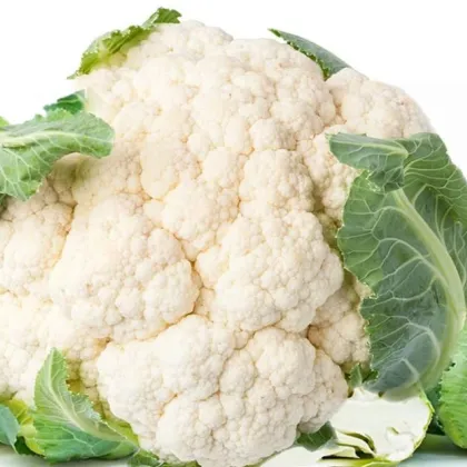 Bio Karfiol skorý Odysseus - Brassica oleracea - predaj bio semien - 20 ks