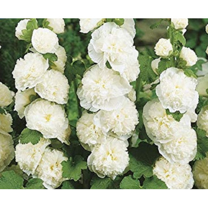 Topoľovka plnokvetá biela Chaters - Alcea rosea - predaj semien - 12 ks