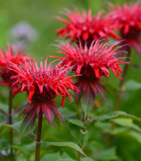 Monarda dvojdomá - Monarda didyma - semienka monardy - 30 ks