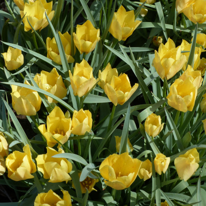 Tulipán Batalinii Bright Gem - Tulipa - predaj cibuľovín - 3 ks