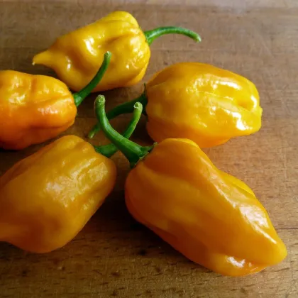 Chilli Habanero - Capsicum annuum - predaj semien - 6 ks