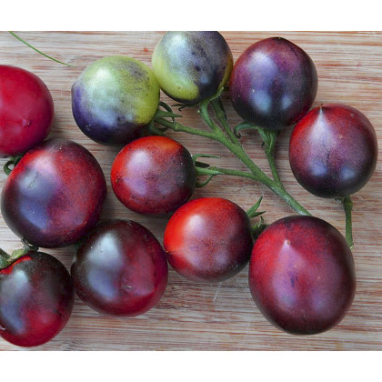 Bio paradajka Indigo Blue Berries - Solanum lycopersicum - predaj bio semien - 7 ks