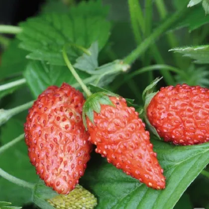 Jahoda lesná Tubby Red - Fragaria vesca - semienka - 15 ks