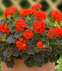 Muškát pásikavý Nekita F1 Scarlet - Pelargonium zonale - semienka - 4 ks