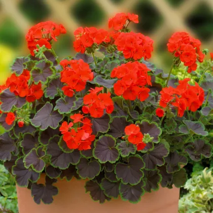 Muškát pásikavý Nekita F1 Scarlet - Pelargonium zonale - semienka - 4 ks