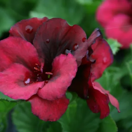 Muškát pásikavý F1 Black Velvet Violet - Pelargonium zonale - semienka - 6 ks