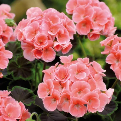 Muškát pásikavý F1 Jitka - Pelargonium zonale - semienka - 6 ks