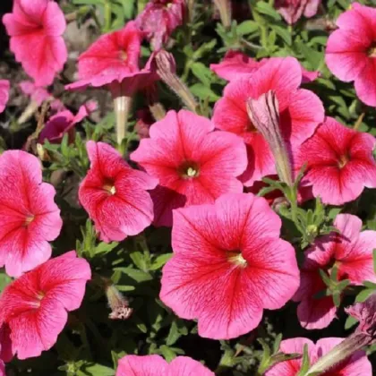 Petúnia mnohokvetá Claudia F1 - Petunia hybrida - predaj semien - 30 ks