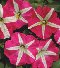 Petúnia mnohokvetá Belinda F1 - Petunia hybrida - predaj semien - 30 ks