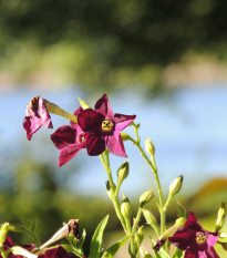 Tabak okrasný voňajúci Deep purple F1 - Nicotiana - predaj semien - 50 ks