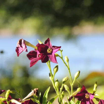 Tabak okrasný voňajúci Deep purple F1 - Nicotiana - predaj semien - 50 ks