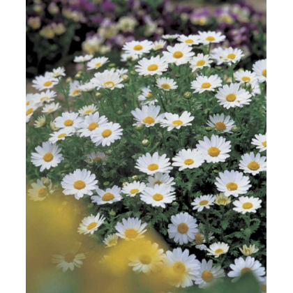 Margaréta balkónová Snowland - Chrysanthemum paludosum - predaj semien - 50 ks