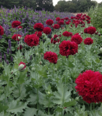 Mak Scarlet Peony - Papaver somniferum - predaj semien - 150 ks