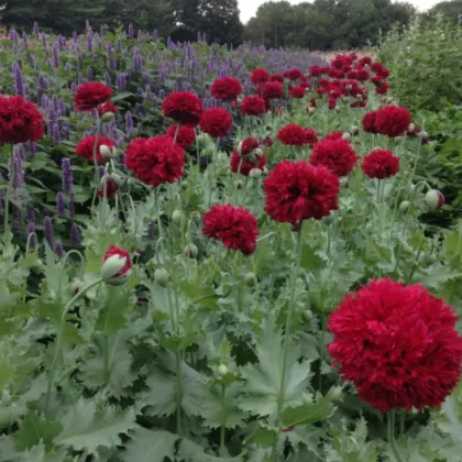 Mak Scarlet Peony - Papaver somniferum - predaj semien - 150 ks