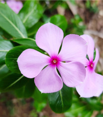 Katarant Lavender F1 - Catharanthus - predaj semien - 30 ks