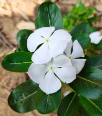 Katarant White F1 - Catharanthus - predaj semien - 30 ks