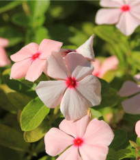 Katarant Apricot F1 - Catharanthus - predaj semien - 30 ks