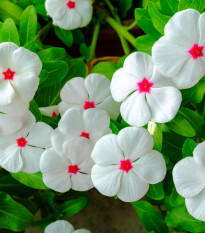 Katarant Polka F1 - Catharanthus - predaj semien - 30 ks