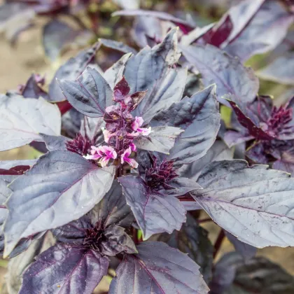 Bazalka červená Chianti - Ocimum basilikum - semiačka - 130 ks