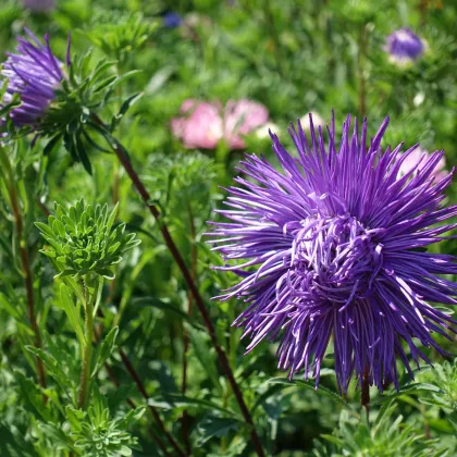 Astra čínska ihlicovitá fialová Denisa - Callistephus chinensis - predaj semien - 150 ks