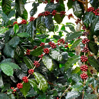 Kávovník arabský Himalaya - Coffea arabica Himalaya - semienka - 5 ks