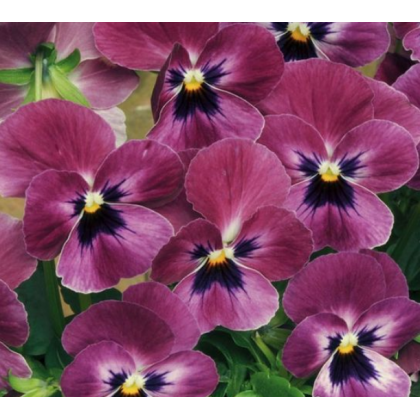 Fialka rohatá Sorbet Carmine - Viola cornuta - semienka - 20 ks