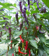 Chilli Kajenské korenie purple - Capsicum annuum - predaj semien - 8 ks