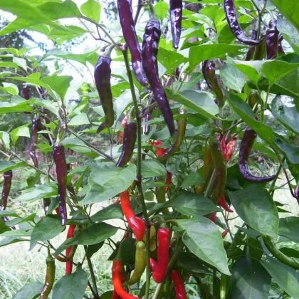 Chilli Kajenské korenie purple - Capsicum annuum - predaj semien - 8 ks