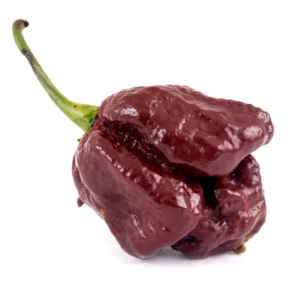 Chilli Trinidad Scorpion Moruga Chocolate - Capsicum chinense - predaj semien - 5 ks