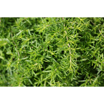 Bio Saturejka záhradná -  Satureia hortensis - predaj bio semien - 600 ks