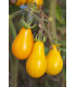 Paradajka - Žltá hruška - Solanum lycopersicum - Semená rajčiaka - 6 ks
