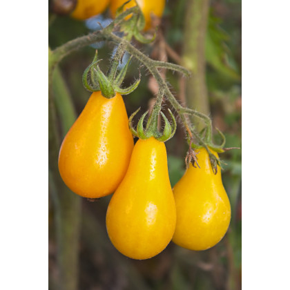 Paradajka - Žltá hruška - Solanum lycopersicum - Semená rajčiaka - 6 ks